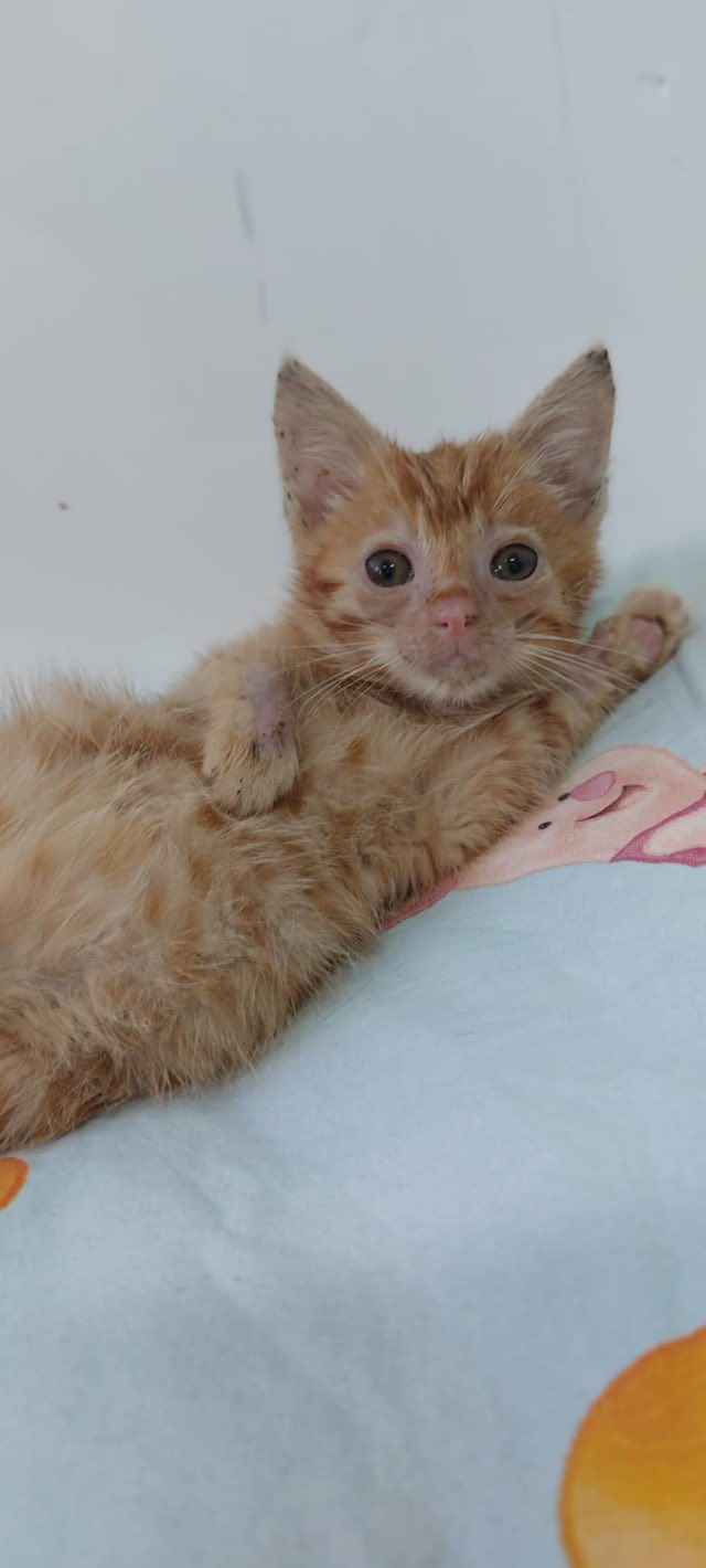 8 tygodniowe KOCIĘ szuka pilnie domu! Olsztyn - zdjęcie 1