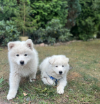 Samoyed / Samojed szczeniak Jasionka - zdjęcie 3