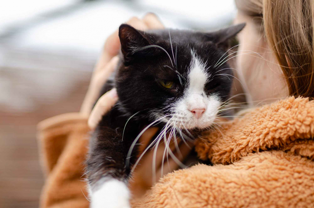 Sany - cudowny spokojny kot szuka domu! Olsztyn - zdjęcie 2