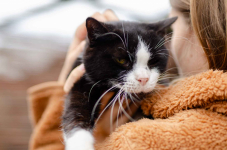 Sany - cudowny spokojny kot szuka domu! Olsztyn - zdjęcie 2