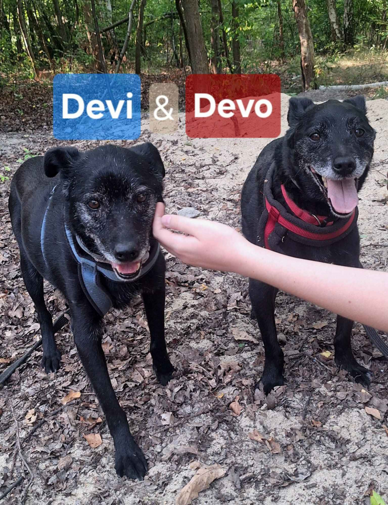 Devo i Devi, łagodne delikatne psiaki do adopcji Olsztyn - zdjęcie 5