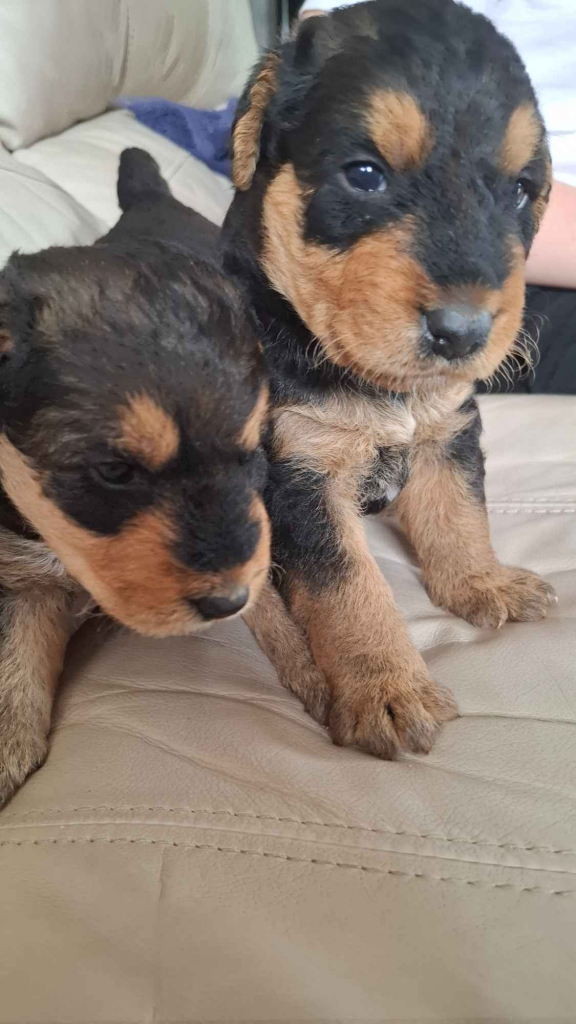 Airedale Terrier Lublin - zdjęcie 3