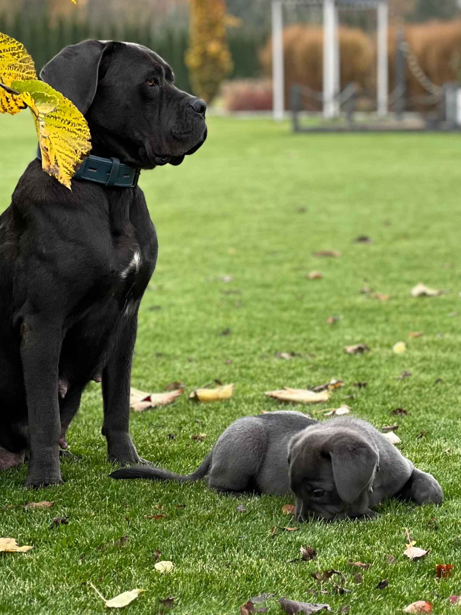 Cane Corso szczeniaki maści błękitnej ur. 06.09.2024 Koźminek - zdjęcie 11