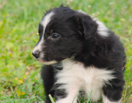 Border collie blue merle blue eyes Lublin - zdjęcie 4