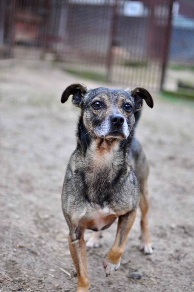 Niewielki Bureczek szuka domu! Olsztyn - zdjęcie 5