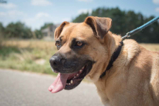 Aza - zakochana w ludziach, wesoła, pełna życia! Olsztyn - zdjęcie 2