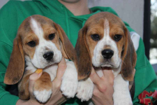 Beagle szczeniaczki ZKwP FCI po Championach