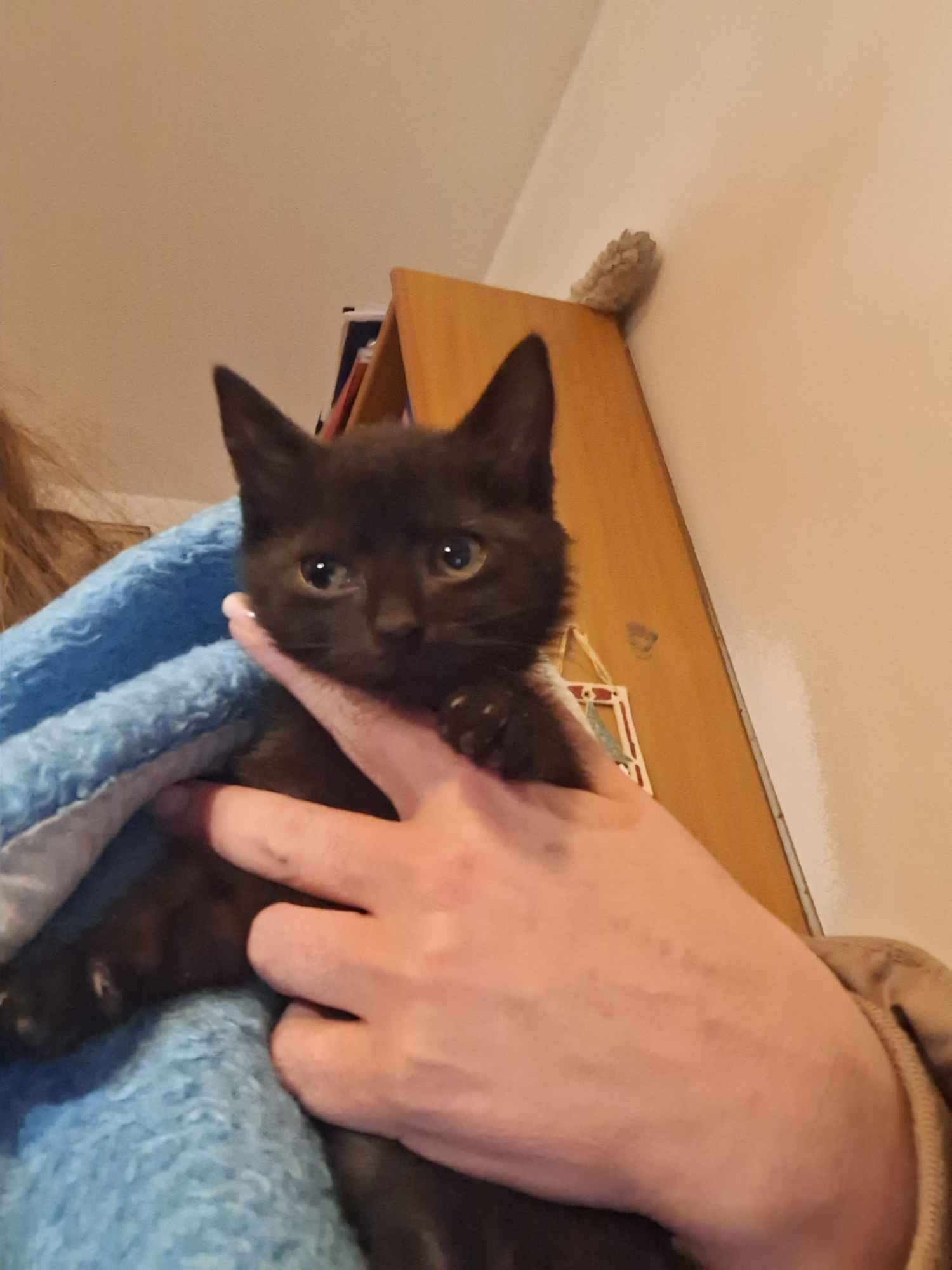 KOCIĘTA malutkie kociaki szukają domów! Olsztyn - zdjęcie 2