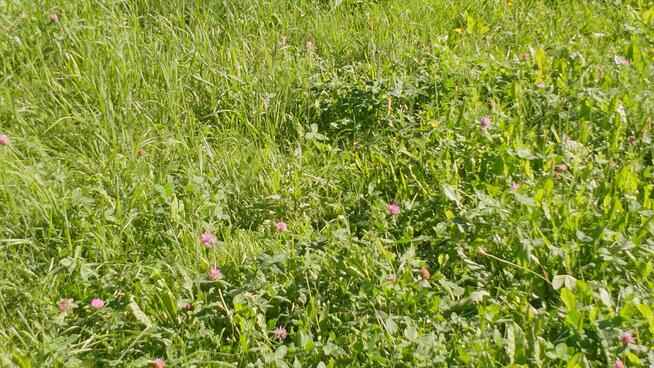 Pilnie Sprzedam Działkę Rekreacyjną Krzyki - zdjęcie 2