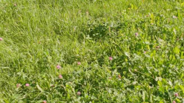 Pilnie Sprzedam Działkę Rekreacyjną Krzyki - zdjęcie 2