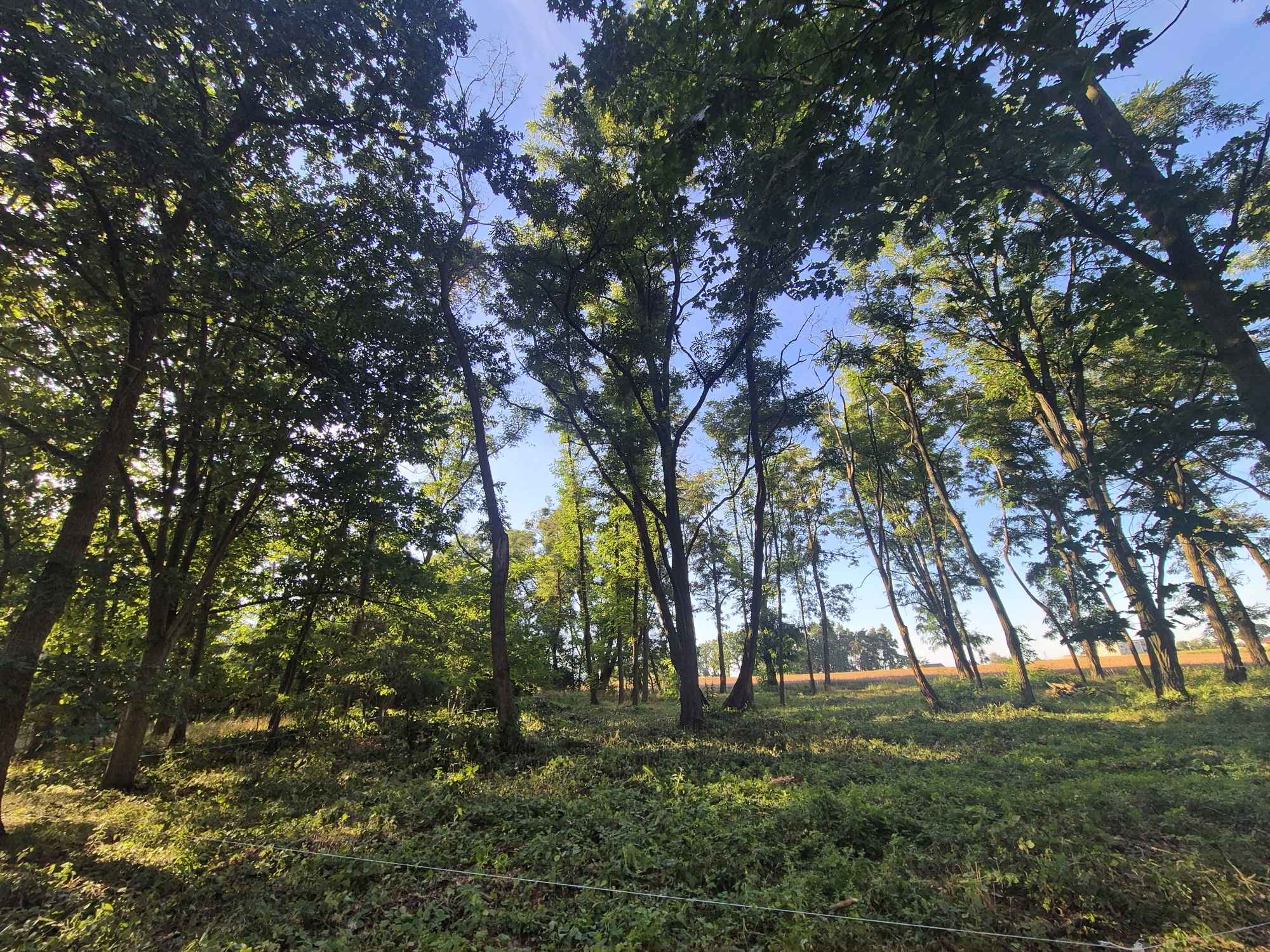 Sprzedam działkę Sieraków - zdjęcie 2