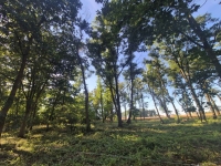 Sprzedam działkę Sieraków - zdjęcie 2