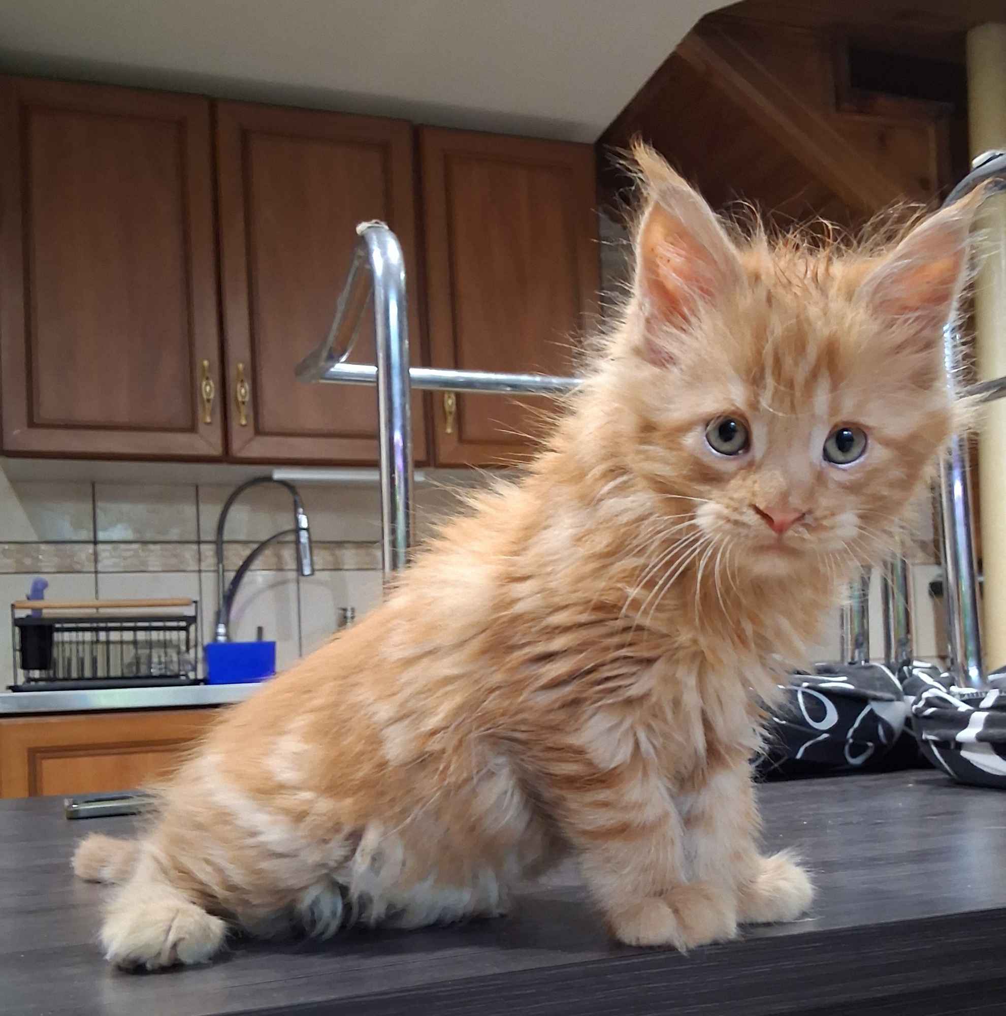 Kot Maine Coon Podhorce - zdjęcie 1