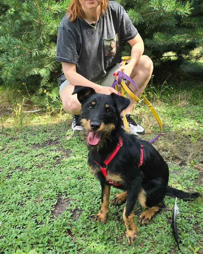 Płotka - młoda terrierka, wesoła, przyjazna sunia! Olsztyn - zdjęcie 2