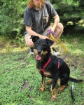 Płotka - młoda terrierka, wesoła, przyjazna sunia! Olsztyn - zdjęcie 2