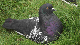 SPRZEDAM GOŁĘBIE Podborze - zdjęcie 4