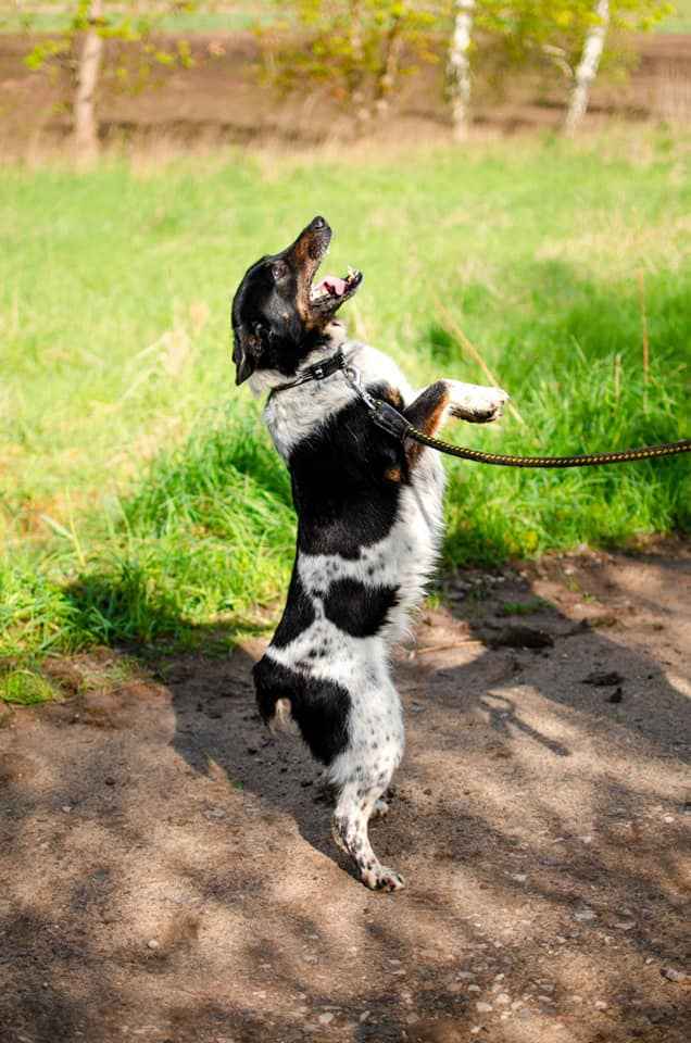 Łatek - przyjaciel na dobre i na złe Olsztyn - zdjęcie 2