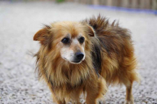 Puszek szuka ciepłego domu! Łętkowice - zdjęcie 2