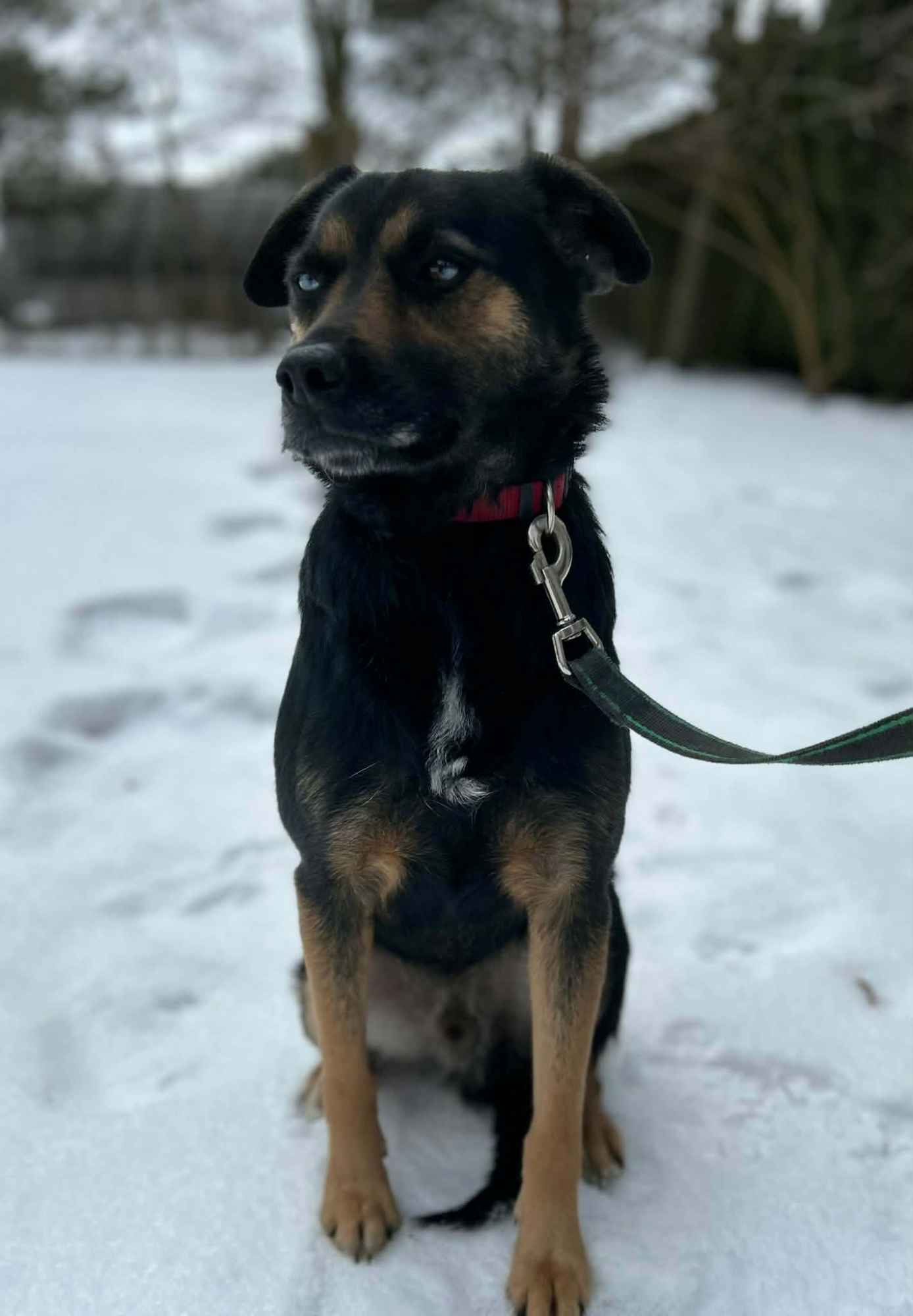 Gucio - młody, niekonfliktowy, wychowany psiak! Olsztyn - zdjęcie 5