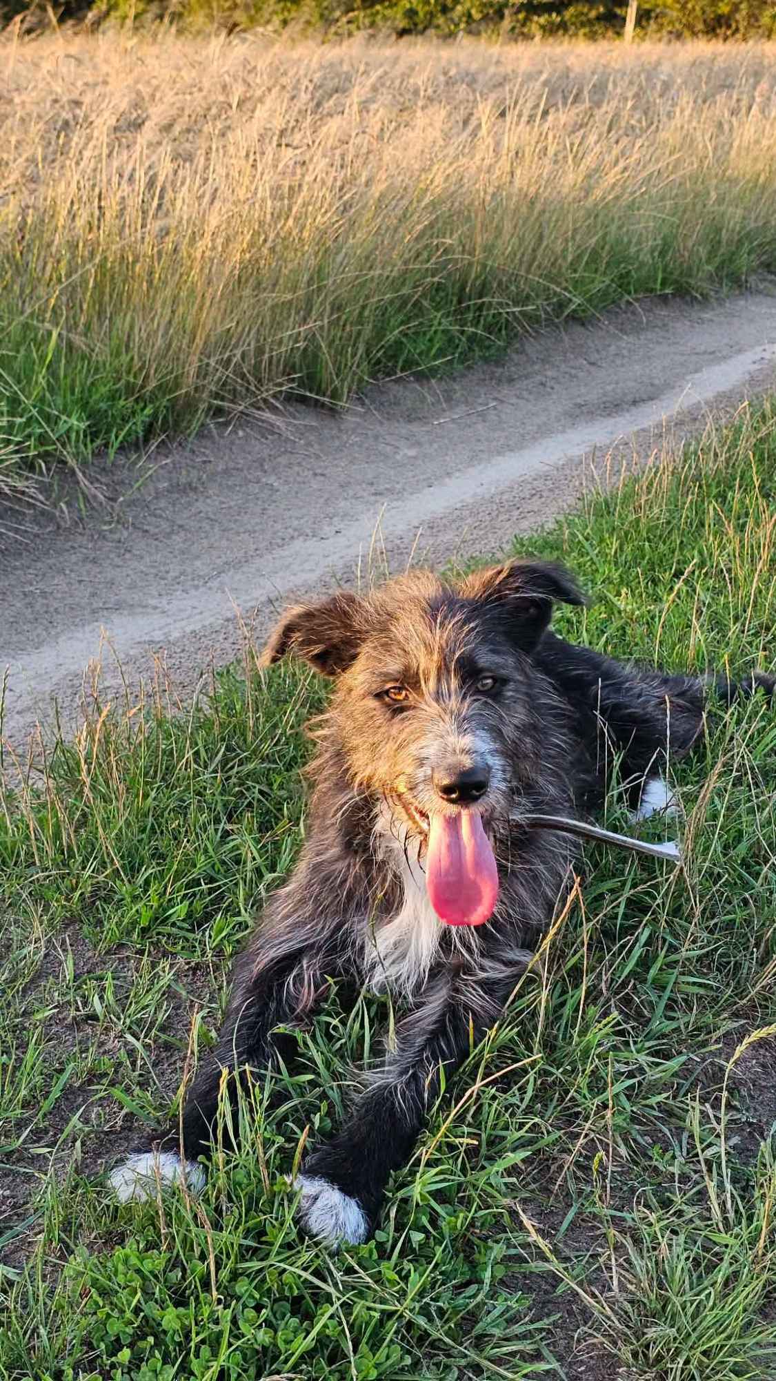 Kosmo - młodziutki, wesoły mini wilczarz szuka domu! Olsztyn - zdjęcie 1