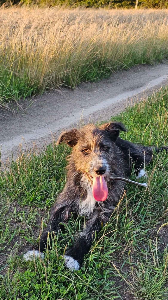 Kosmo - młodziutki, wesoły mini wilczarz szuka domu! Olsztyn - zdjęcie 1
