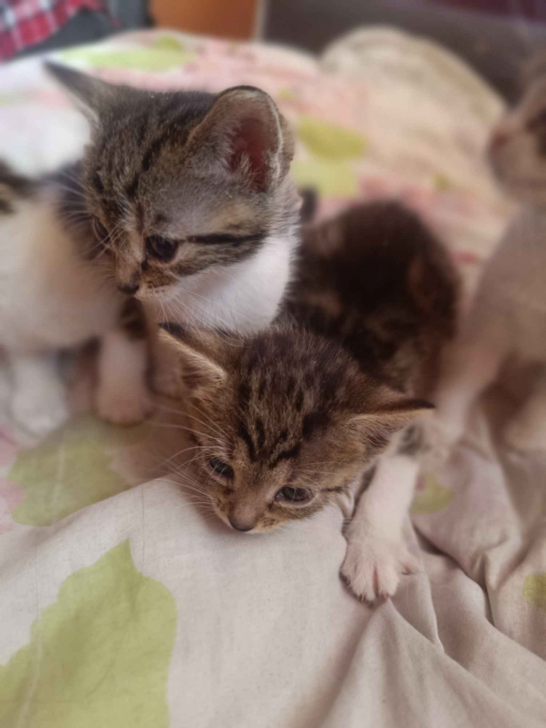 Kotki do oddania Wysoka Głogowska - zdjęcie 6