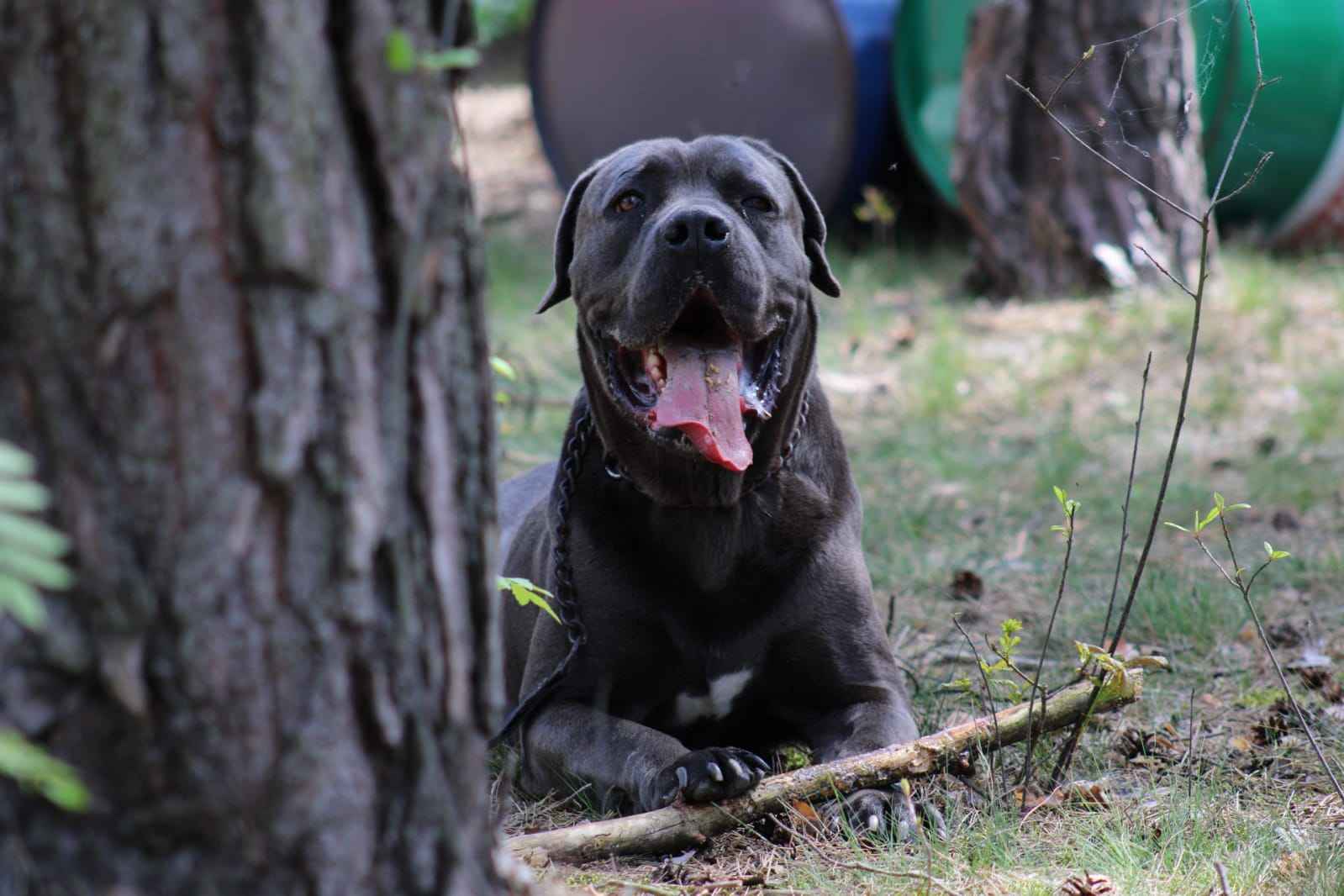 Cane Corso szczeniaki maści błękitnej ur. 06.09.2024 Koźminek - zdjęcie 12