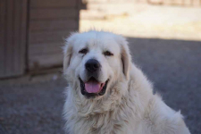 Pies w typie owczarka podhalańskiego poszukuje kochającego domu!