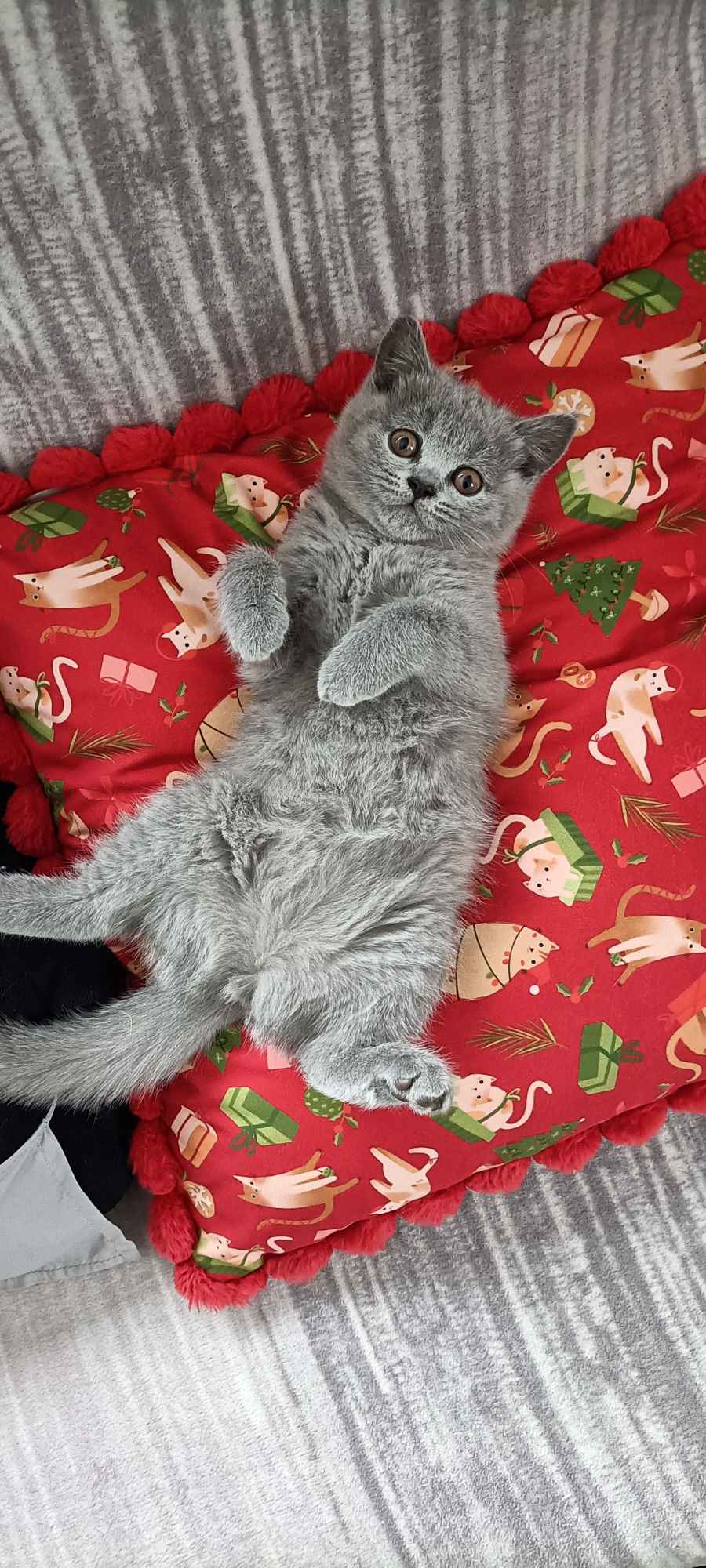 Kotka Brytyjska krótkowłosa niebieska (Limonka) Brwinów - zdjęcie 1