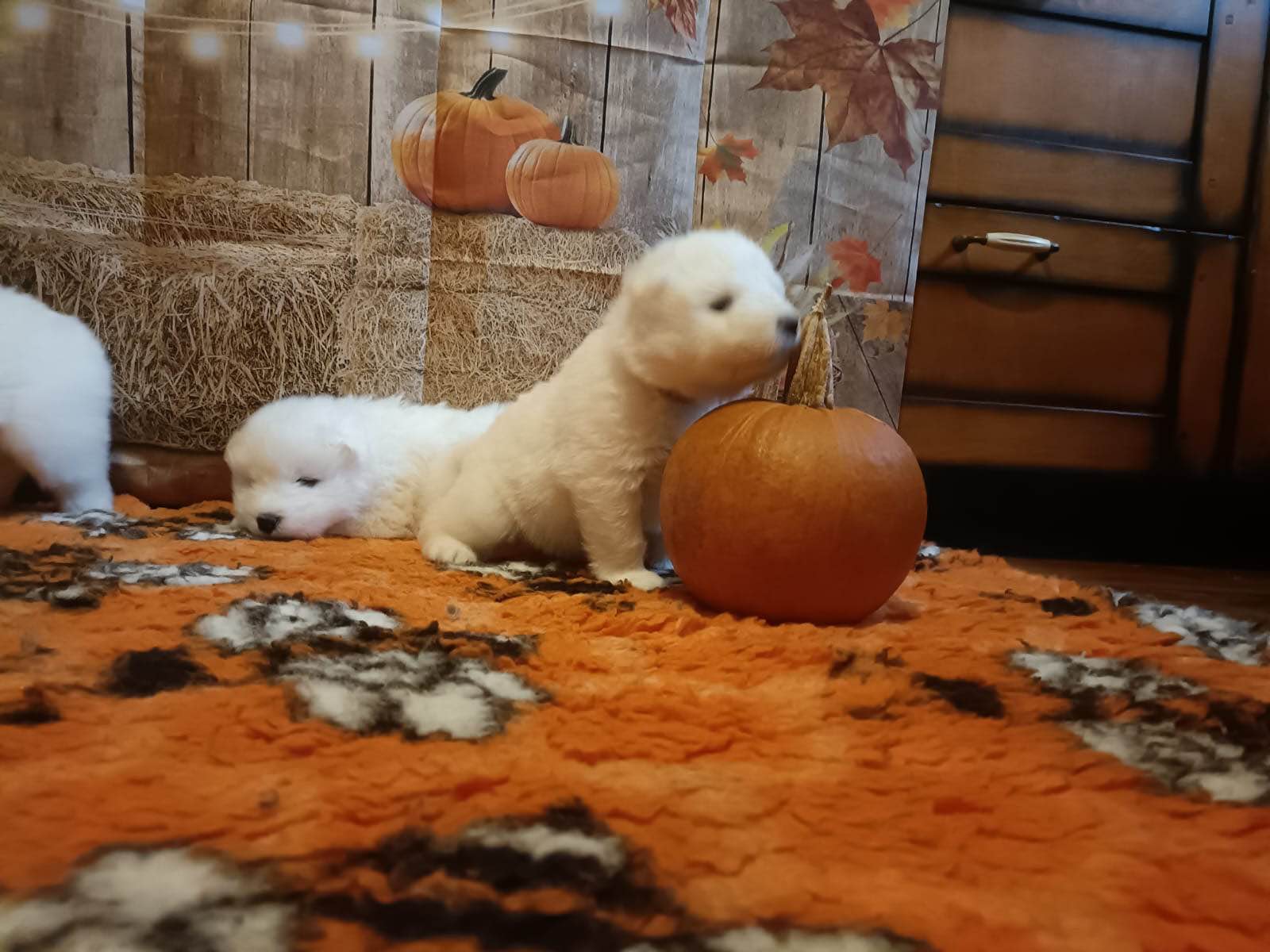 Rasowe szczeniaki samoyed Bukowno - zdjęcie 4