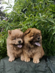 Wzorcowe Chow Chow piękny exterrier rodzice FCI Krapkowice - zdjęcie 9