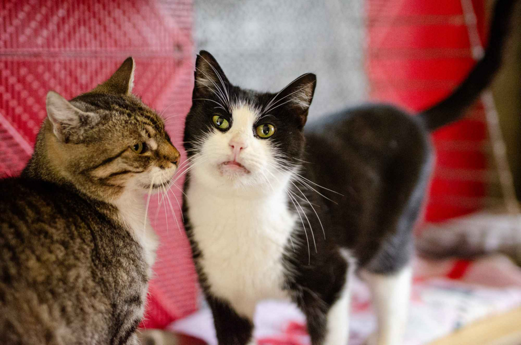 Dany - cudowny, rozmruczany kotek szuka domu! Olsztyn - zdjęcie 2