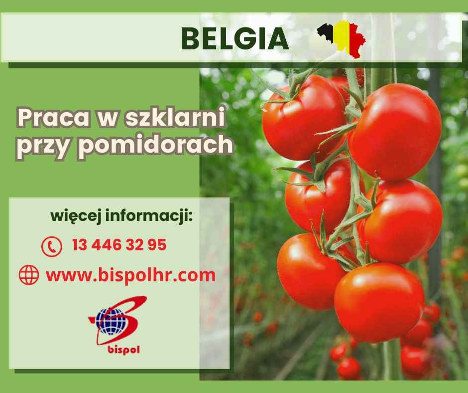 Praca w Belgii przy pomidorach w szklarni Jasło - zdjęcie 1