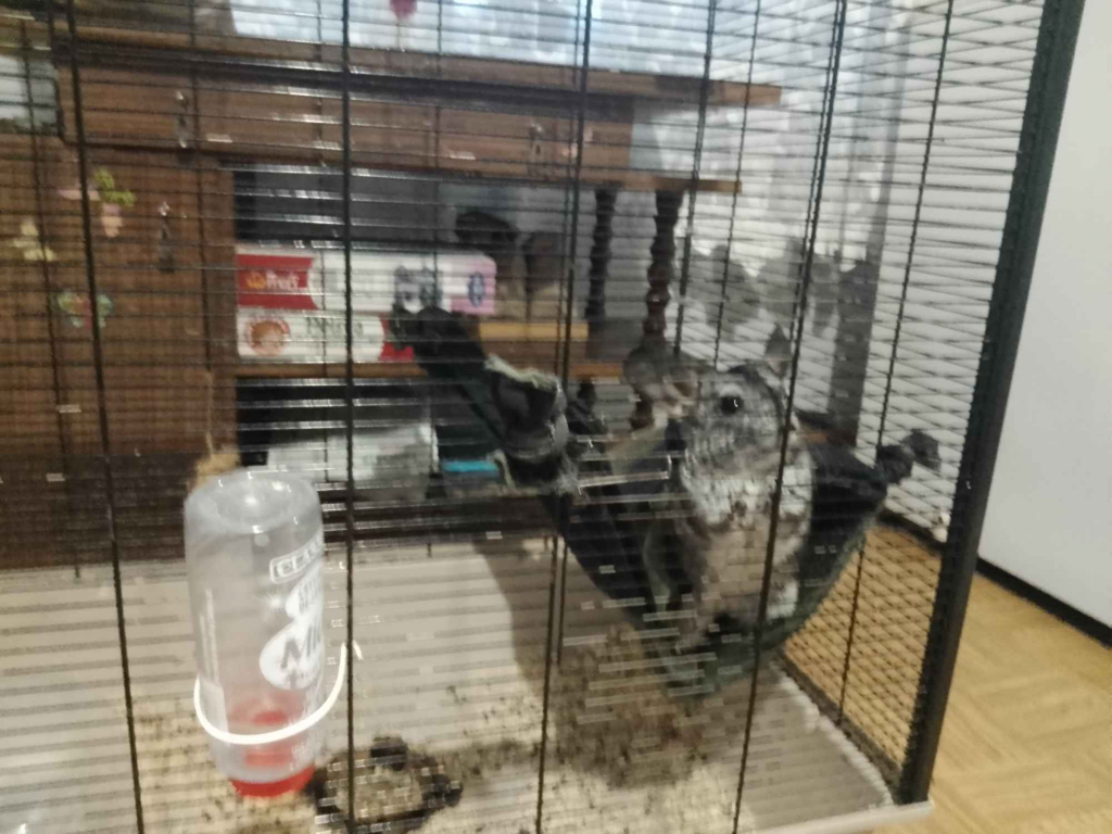 Katarzyna Rokicińska Gulb - zdjęcie 2