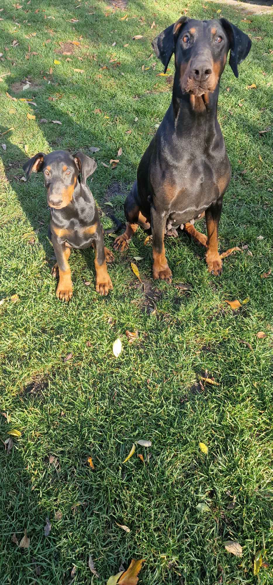 Doberman suczka Milejów - zdjęcie 3