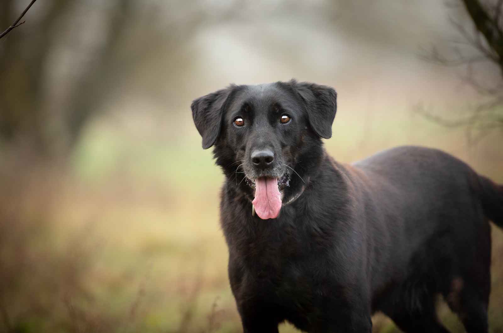 Uśmiechnięty Portos w typie labradora szuka domu! Olsztyn - zdjęcie 1