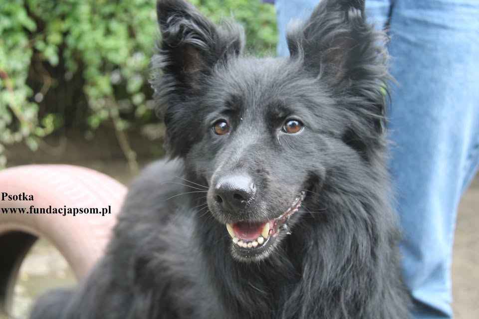 Psotka – młoda, energiczna i wierna jak owczarek Olsztyn - zdjęcie 1