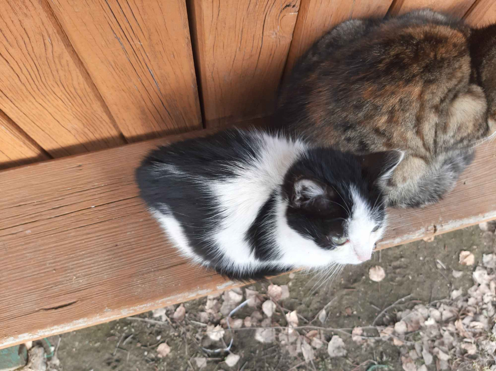 oddam w dobre ręce kocięta Płońsk - zdjęcie 3