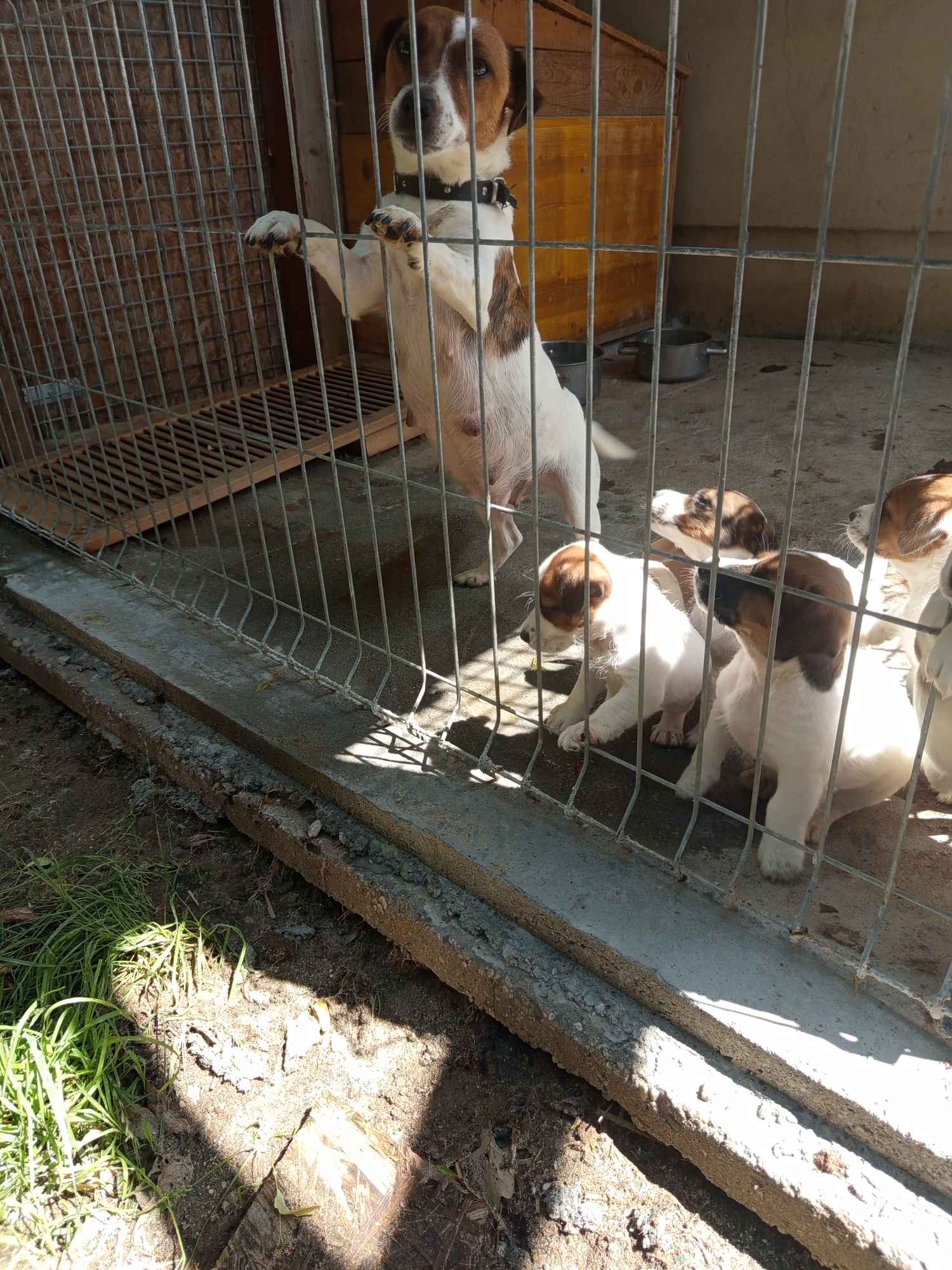Jack Russell terrier szczenięta Prudnik - zdjęcie 7
