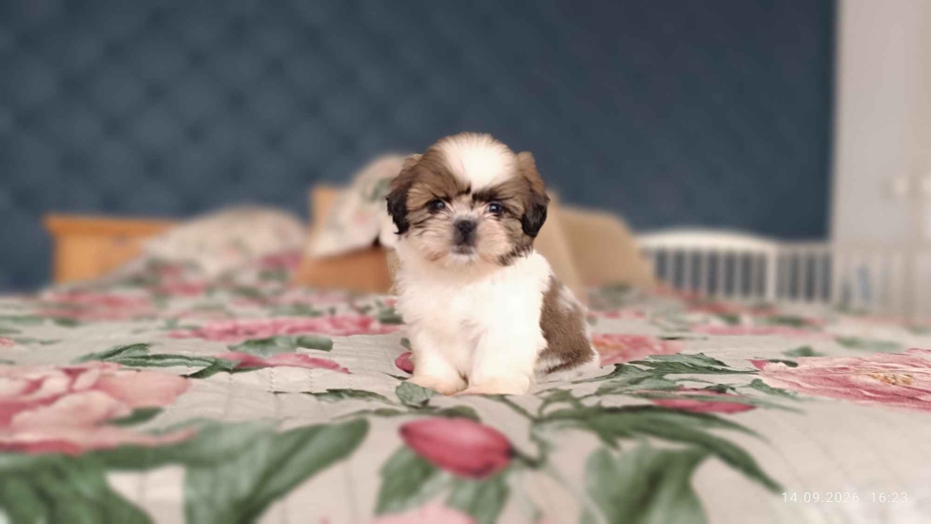 Szczeniaki shih tzu Łukowa - zdjęcie 1
