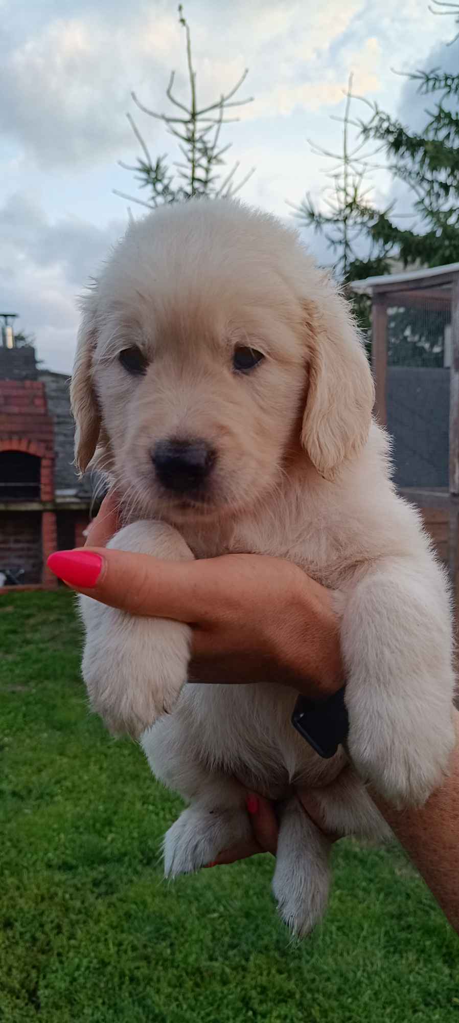 Golden Retriever odbiór początek sierpnia Rakoniewice - zdjęcie 3