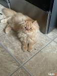 Sprzedam kotka Persa Kocurka