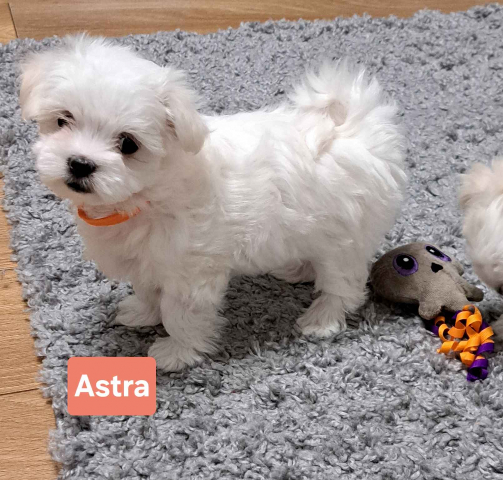 Maltańczyki suczki Burzec - zdjęcie 1