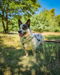 Mały, ciekawski piesek w typie corgi na tropie domu! ;) Górna - zdjęcie 6