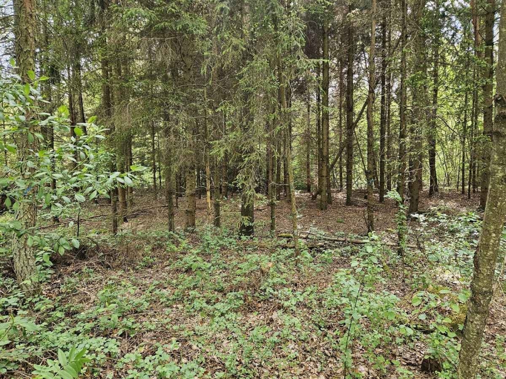 Działka inwestycyjna (3012 met) okolice Wrocławia (Ostrowina) Ostrowina - zdjęcie 4