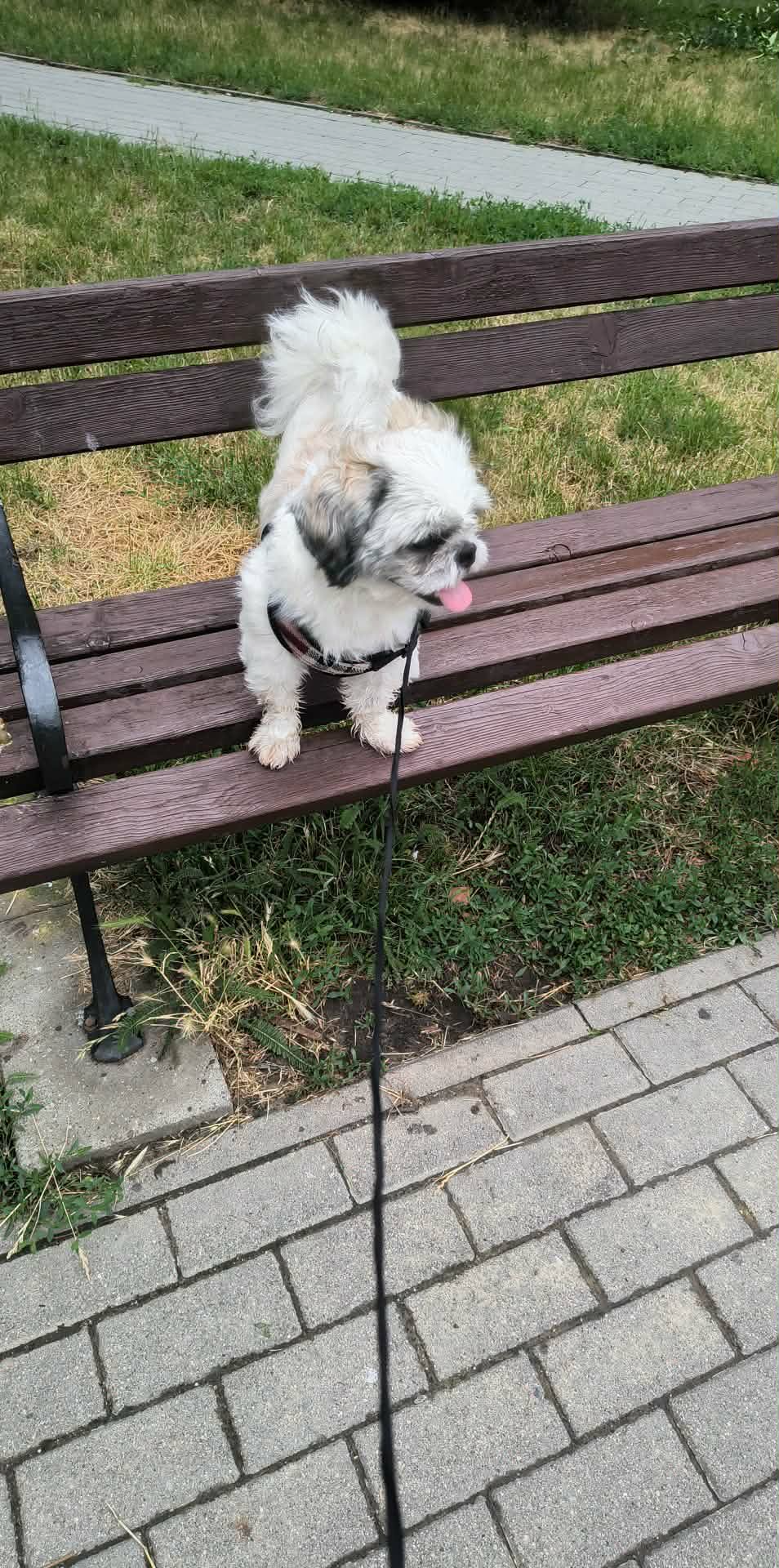 Mam do zaoferowania pieska shih tzu Inowrocław - zdjęcie 1