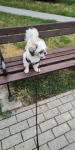 Mam do zaoferowania pieska shih tzu