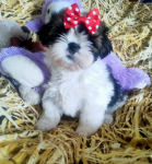 Shih-tzu rasowe szczenięta Wałbrzych - zdjęcie 1