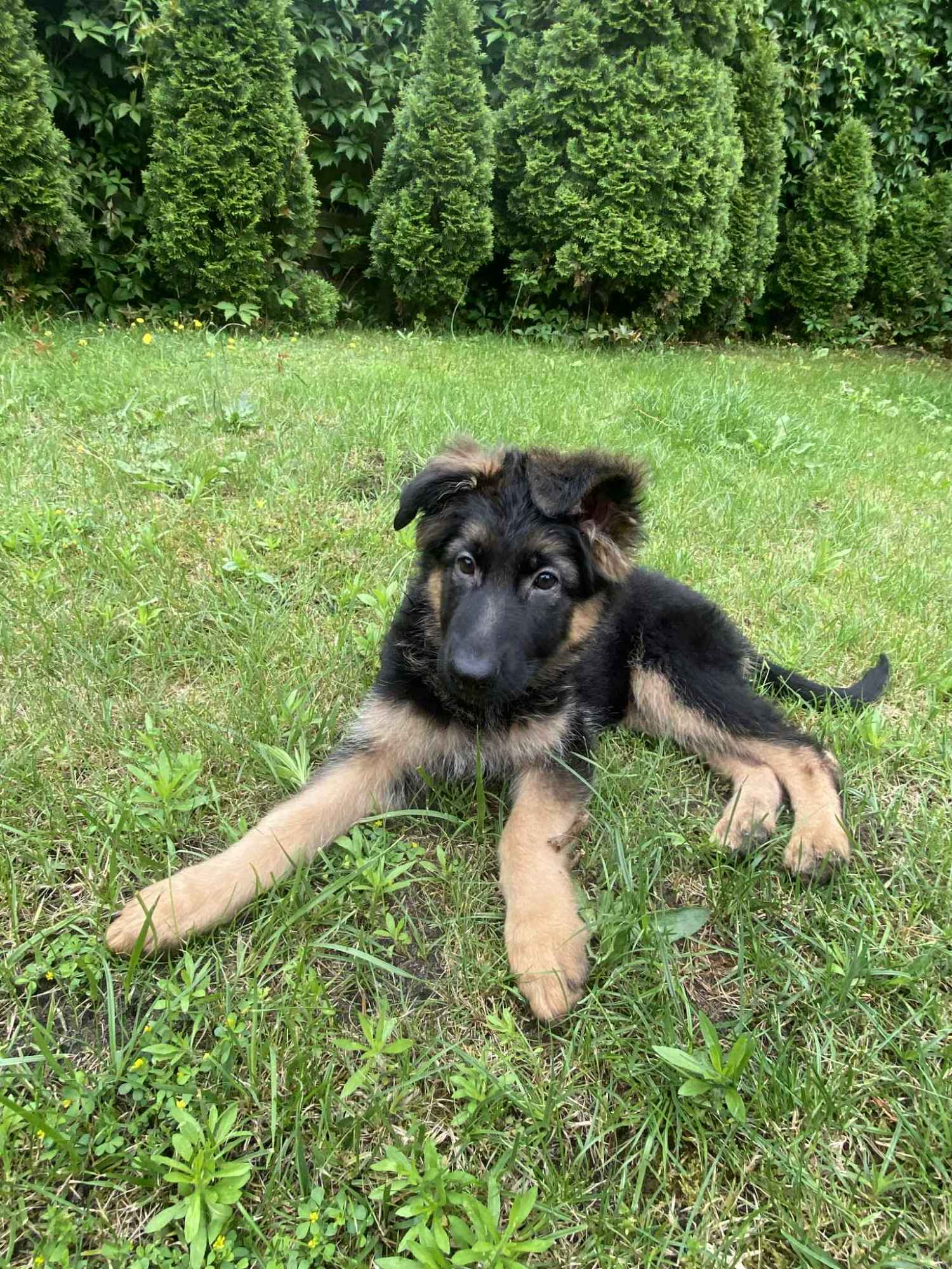 Szczeniaki owczarka niemieckiego Radom - zdjęcie 2