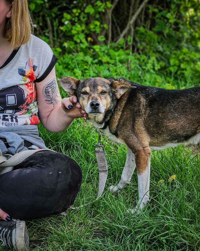 Przesympatyczny, proludzki kanapowiec szuka domu na zawsze! Adoptuj! Polesie - zdjęcie 5